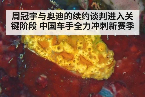 周冠宇与奥迪的续约谈判进入关键阶段 中国车手全力冲刺新赛季